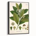 Vintage Botanical Art Print - Pimenta Officinalis Flower Illustration