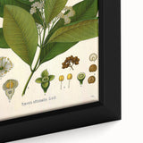 Vintage Botanical Art Print - Pimenta Officinalis Flower Illustration