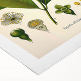 Vintage Botanical Art Print - Pimenta Officinalis Flower Illustration