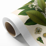 Vintage Botanical Art Print - Pimenta Officinalis Flower Illustration