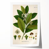 Vintage Botanical Art Print - Pimenta Officinalis Flower Illustration