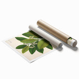 Vintage Botanical Art Print - Pimenta Officinalis Flower Illustration