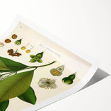 Vintage Botanical Art Print - Pimenta Officinalis Flower Illustration