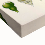 Vintage Botanical Art Print - Pimenta Officinalis Flower Illustration