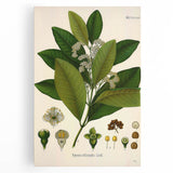 Vintage Botanical Art Print - Pimenta Officinalis Flower Illustration