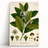 Vintage Botanical Art Print - Pimenta Officinalis Flower Illustration