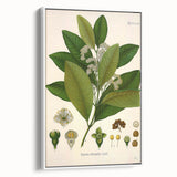 Vintage Botanical Art Print - Pimenta Officinalis Flower Illustration