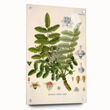 Vintage Botanical Art Print - Boswellia Carterii Flower Illustration