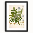 Vintage Botanical Art Print - Boswellia Carterii Flower Illustration