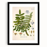 Vintage Botanical Art Print - Boswellia Carterii Flower Illustration