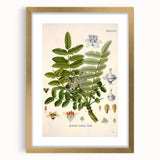 Vintage Botanical Art Print - Boswellia Carterii Flower Illustration