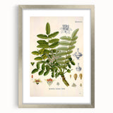 Vintage Botanical Art Print - Boswellia Carterii Flower Illustration
