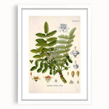 Vintage Botanical Art Print - Boswellia Carterii Flower Illustration