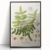 Vintage Botanical Art Print - Boswellia Carterii Flower Illustration