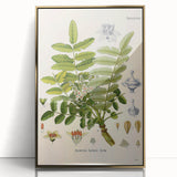 Vintage Botanical Art Print - Boswellia Carterii Flower Illustration