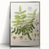 Vintage Botanical Art Print - Boswellia Carterii Flower Illustration