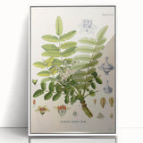 Vintage Botanical Art Print - Boswellia Carterii Flower Illustration