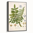 Vintage Botanical Art Print - Boswellia Carterii Flower Illustration