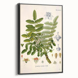 Vintage Botanical Art Print - Boswellia Carterii Flower Illustration