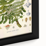 Vintage Botanical Art Print - Boswellia Carterii Flower Illustration
