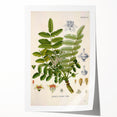 Vintage Botanical Art Print - Boswellia Carterii Flower Illustration