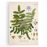 Vintage Botanical Art Print - Boswellia Carterii Flower Illustration