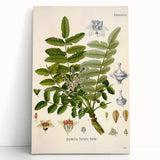 Vintage Botanical Art Print - Boswellia Carterii Flower Illustration