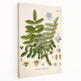 Vintage Botanical Art Print - Boswellia Carterii Flower Illustration