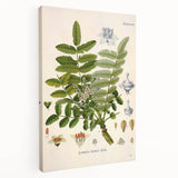 Vintage Botanical Art Print - Boswellia Carterii Flower Illustration