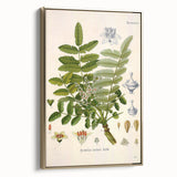 Vintage Botanical Art Print - Boswellia Carterii Flower Illustration