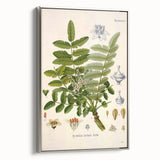Vintage Botanical Art Print - Boswellia Carterii Flower Illustration