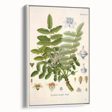 Vintage Botanical Art Print - Boswellia Carterii Flower Illustration