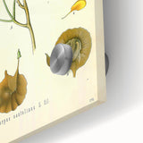 Vintage Botanical Print - Pterocarpus Santalinus Flower Illustration