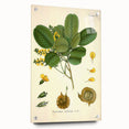 Vintage Botanical Print - Pterocarpus Santalinus Flower Illustration