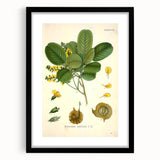 Vintage Botanical Print - Pterocarpus Santalinus Flower Illustration