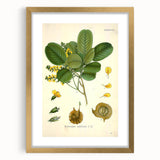 Vintage Botanical Print - Pterocarpus Santalinus Flower Illustration