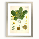 Vintage Botanical Print - Pterocarpus Santalinus Flower Illustration