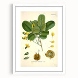 Vintage Botanical Print - Pterocarpus Santalinus Flower Illustration