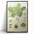 Vintage Botanical Print - Pterocarpus Santalinus Flower Illustration