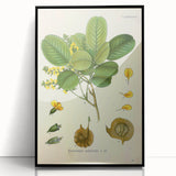 Vintage Botanical Print - Pterocarpus Santalinus Flower Illustration