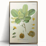 Vintage Botanical Print - Pterocarpus Santalinus Flower Illustration