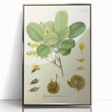 Vintage Botanical Print - Pterocarpus Santalinus Flower Illustration
