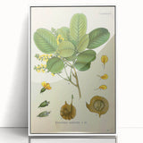 Vintage Botanical Print - Pterocarpus Santalinus Flower Illustration