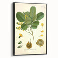 Vintage Botanical Print - Pterocarpus Santalinus Flower Illustration