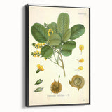 Vintage Botanical Print - Pterocarpus Santalinus Flower Illustration