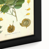 Vintage Botanical Print - Pterocarpus Santalinus Flower Illustration