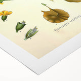 Vintage Botanical Print - Pterocarpus Santalinus Flower Illustration