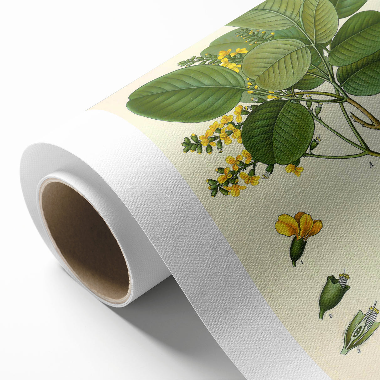 Vintage Botanical Print - Pterocarpus Santalinus Flower Illustration