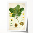 Vintage Botanical Print - Pterocarpus Santalinus Flower Illustration