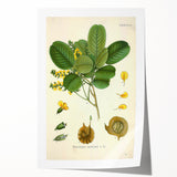 Vintage Botanical Print - Pterocarpus Santalinus Flower Illustration